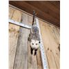 Image 5 : Opossum Hanging By It's Tail Taxidermy
