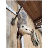 Image 6 : Opossum Hanging By It's Tail Taxidermy