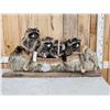 Image 1 : Family Of Raccoons Fishing In A Birch Bark Canoe Taxidermy