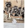 Image 4 : Family Of Raccoons Fishing In A Birch Bark Canoe Taxidermy