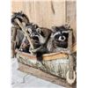 Image 5 : Family Of Raccoons Fishing In A Birch Bark Canoe Taxidermy