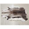 Image 2 : Reindeer Soft Tanned Skin Taxidermy