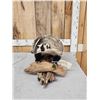 Image 1 : Badger Full Body Taxidermy Mount