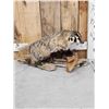 Image 2 : Badger Full Body Taxidermy Mount