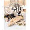 Image 3 : Badger Full Body Taxidermy Mount