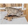 Image 4 : Badger Full Body Taxidermy Mount
