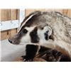 Image 6 : Badger Full Body Taxidermy Mount