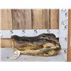 Image 1 : Big Taxidermy Alligator Head