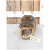 Image 2 : Big Taxidermy Alligator Head