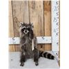 Image 1 : Raccoon Full Body Taxidermy Mount