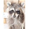 Image 2 : Raccoon Full Body Taxidermy Mount