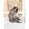 Image 3 : Raccoon Full Body Taxidermy Mount