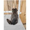 Image 4 : Raccoon Full Body Taxidermy Mount