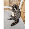 Image 5 : Raccoon Full Body Taxidermy Mount