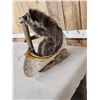Image 3 : Raccoon In A Birch Bark Canoe Taxidermy