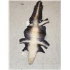 Image 1 : 90" Tanned Alligator Skin Taxidermy