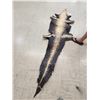 Image 3 : 90" Tanned Alligator Skin Taxidermy