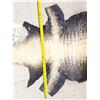 Image 4 : 90" Tanned Alligator Skin Taxidermy