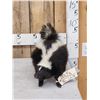 Image 1 : Skunk Full Body Taxidermy Mount