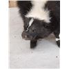 Image 2 : Skunk Full Body Taxidermy Mount
