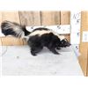 Image 3 : Skunk Full Body Taxidermy Mount
