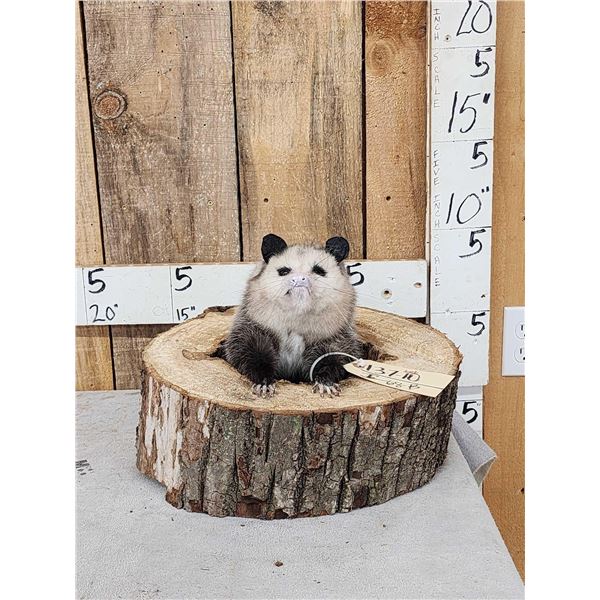 Opossum In A Log Taxidermy