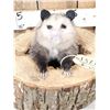 Image 2 : Opossum In A Log Taxidermy