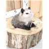 Image 3 : Opossum In A Log Taxidermy