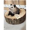 Image 4 : Opossum In A Log Taxidermy