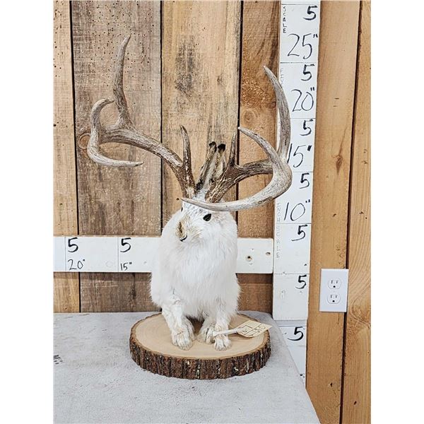 Boone & Crockett Jackalope Full Body Taxidermy Mount