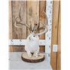 Image 1 : Boone & Crockett Jackalope Full Body Taxidermy Mount