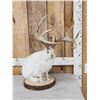 Image 2 : Boone & Crockett Jackalope Full Body Taxidermy Mount