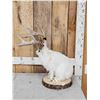 Image 3 : Boone & Crockett Jackalope Full Body Taxidermy Mount