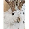 Image 5 : Boone & Crockett Jackalope Full Body Taxidermy Mount