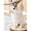 Image 6 : Boone & Crockett Jackalope Full Body Taxidermy Mount