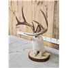 Image 7 : Boone & Crockett Jackalope Full Body Taxidermy Mount