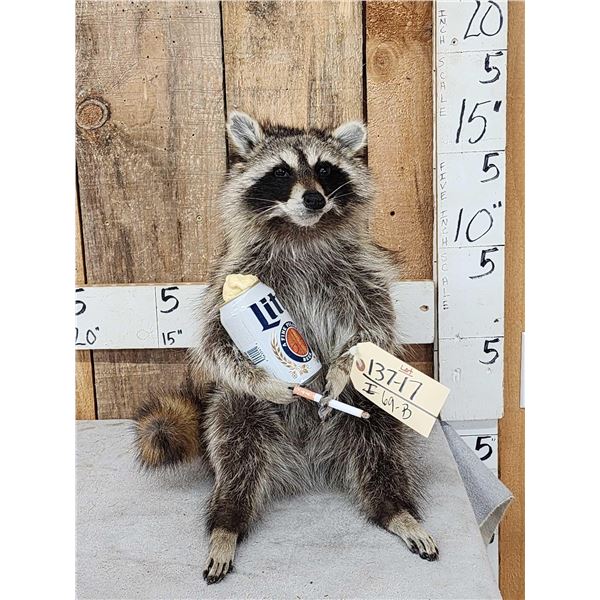 Naughty Raccoon Full Body Taxidermy Mount