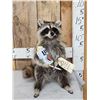 Image 1 : Naughty Raccoon Full Body Taxidermy Mount
