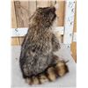 Image 4 : Naughty Raccoon Full Body Taxidermy Mount