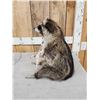 Image 5 : Naughty Raccoon Full Body Taxidermy Mount