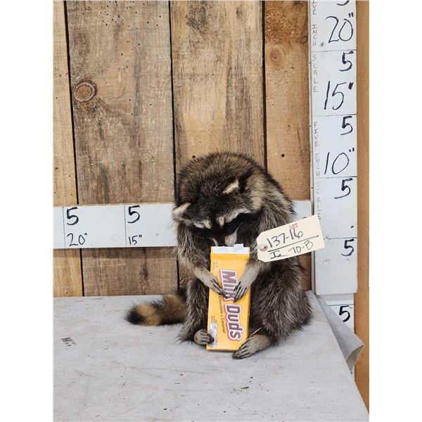 Raccoon Eating Candy Taxidermy Mount