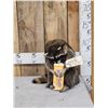 Image 1 : Raccoon Eating Candy Taxidermy Mount