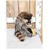 Image 2 : Raccoon Eating Candy Taxidermy Mount