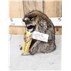 Image 3 : Raccoon Eating Candy Taxidermy Mount