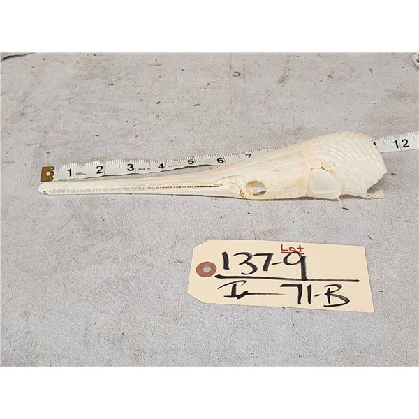 Gar Fish Skull Taxidermy