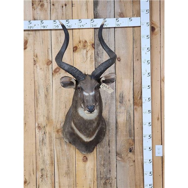 African Mountain Nyala Shoulder Mount Taxidermy