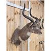 Image 3 : African Mountain Nyala Shoulder Mount Taxidermy
