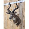 Image 4 : African Mountain Nyala Shoulder Mount Taxidermy