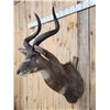 Image 5 : African Mountain Nyala Shoulder Mount Taxidermy