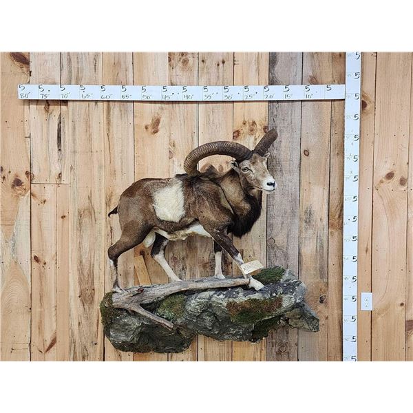 GIANT Mouflon Ram Sheep Full Body Taxidermy Mount